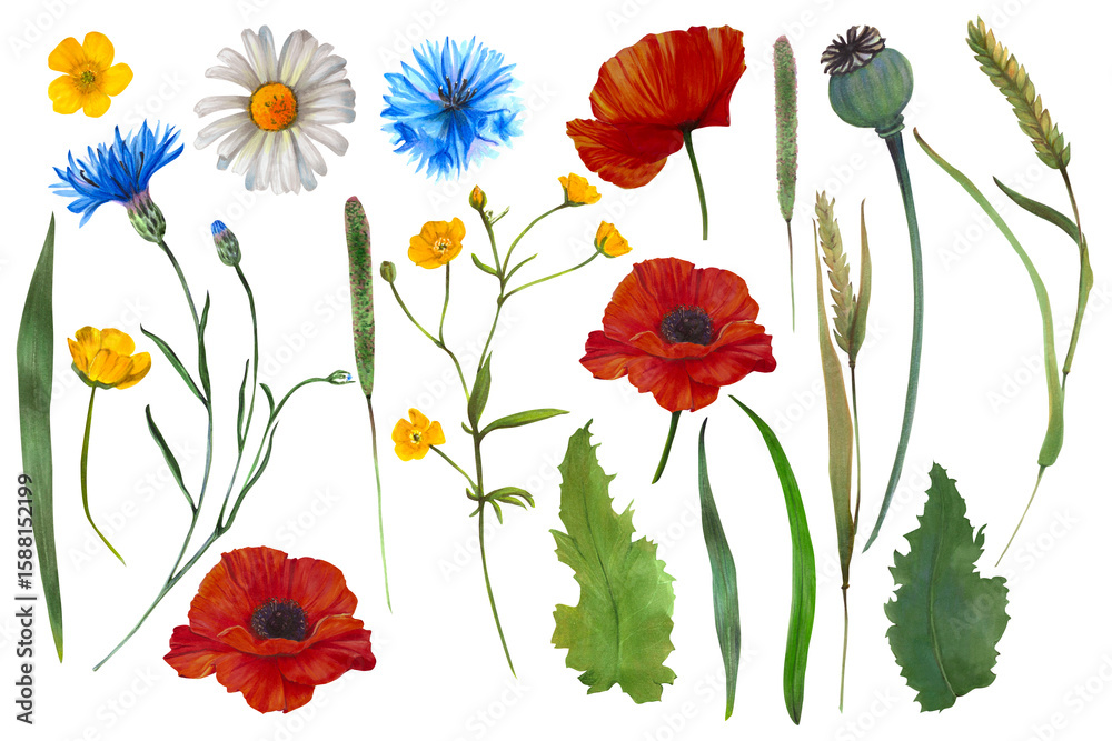 Obraz premium Nature-inspired illustration of wildflowers, such as cornflower, poppy, camomile, buttercup. This close-up drawing emphasizes fine details in foliage and petals, ideal for packaging, stationery, and