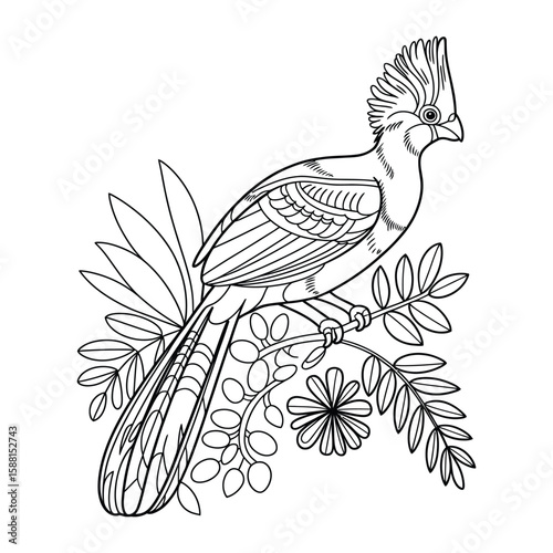 Turaco in jungle Coloring Page, Vector, Illustration, Icon, Outline, Line Art, Silhouette, White Background.