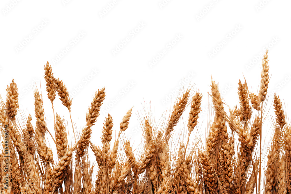 Fototapeta premium Golden wheat stalks isolated on transparent background