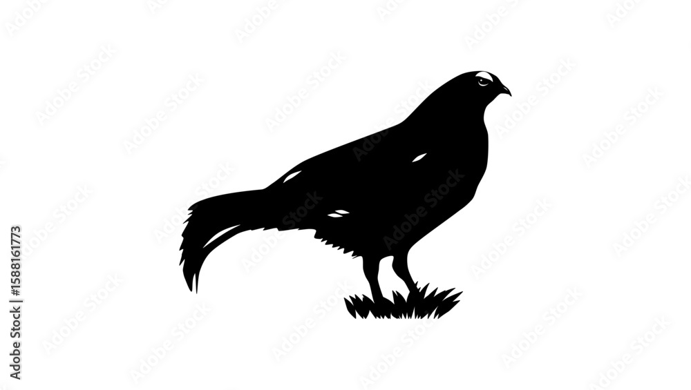 Fototapeta premium Caucasian Grouse bird , black isolated silhouette