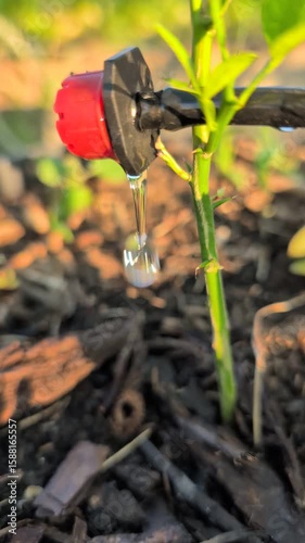 The Drip Irrigation System is effectively nourishing plants through targeted watering techniques