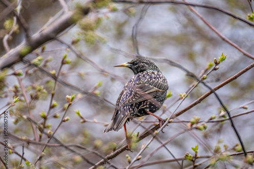 European Starling Perched on Spring Branch with Budding Leaves