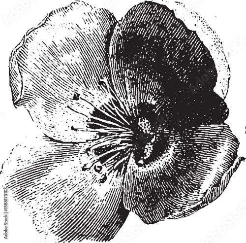 Detailed wildflower with large petals in black and white. Botanical ink drawing vector illustration.