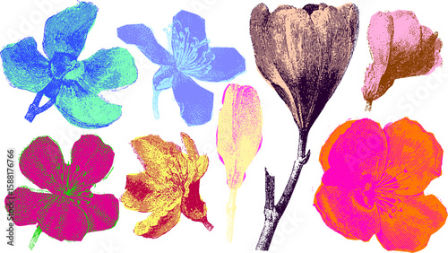 Set of wildflowers and botanical blooms with petals and buds in vintage engraving style. Colorful vector illustration with floral decorative elements.