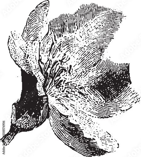 Detailed flower bloom with botanical petals and bud. Vintage black and white engraving style vector illustration.
