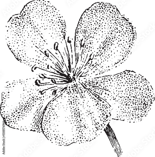 Single flower bloom with petals and stamen. Botanical wildflower vintage sketch in monochrome line vector illustration.