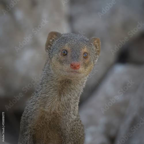 Small Indian Mongoose Urva auropunctata invasive species Pakistan wildlife carnivore predator hunting snakes rodents South Asia fauna conservation climate change mammal Herpestidae terrestrial hunter