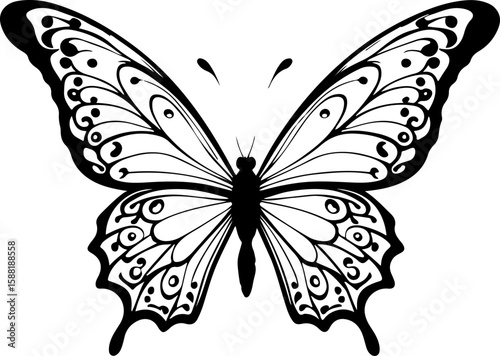 butterfly vector illustration