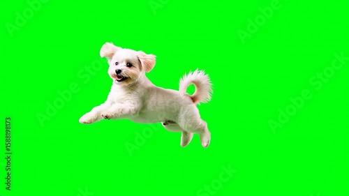 Playful small dog jumping in front of green screen with lively expression and fluffy white fur