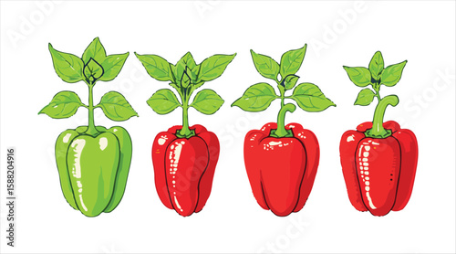 Pepper cultivation phase

