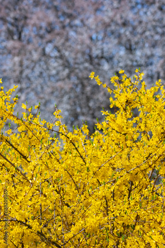 Spring Blooming Forsythia and Blossoming Trees in Park. Yellow Forsythia in Bloom