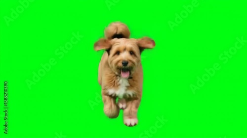 Playful small dog running towards camera in front of bright green chroma key background