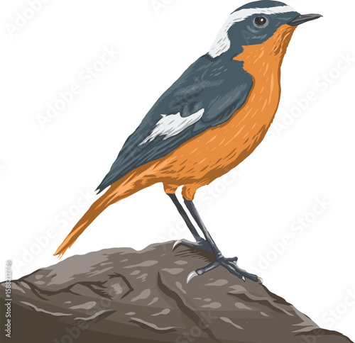 Colorful realistic bird Vector