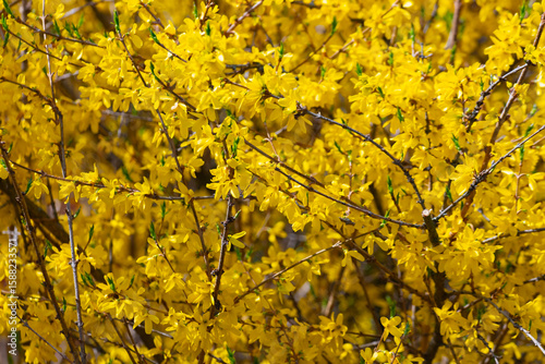 Forsythia, yellow spring flowers texture background