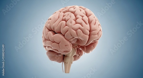 Human Brain Model in Medical Illustration with Detailed Anatomy and Soft Blue Background