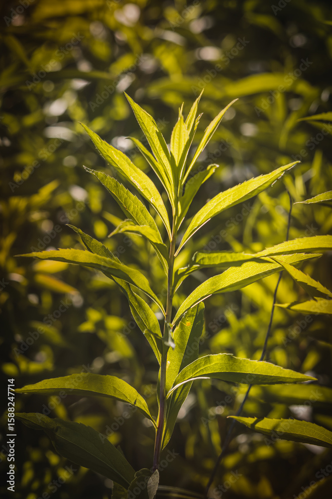 Fototapeta premium Leaves. Sunny June day in the forest. Close-up on a blurred background.