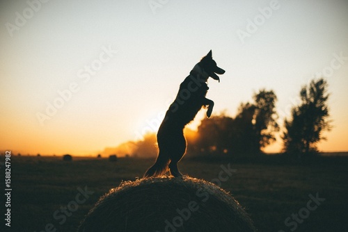 dog standing on hind legs on haystack against sunset