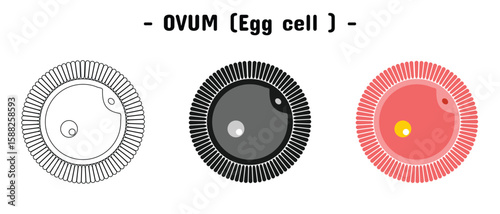 human egg cell design set. in outline, silhouette and color.