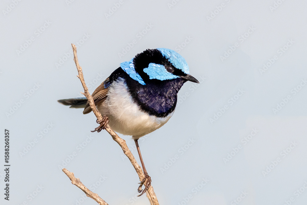 Obraz premium Superb Fairywren in Full Plumage Resting on Twig
