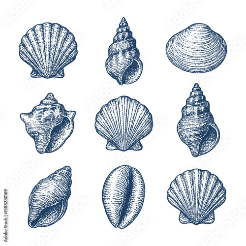 Vintage shell illustration set of 9 sea shells in detailed hand-drawn style. Perfect for marine-themed designs and nature artworks.