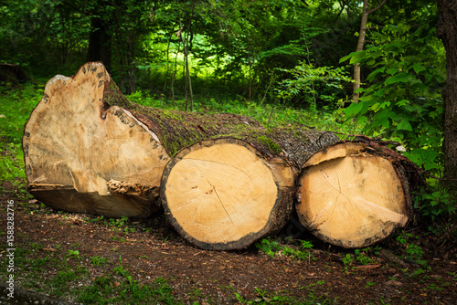 Tableau sur toile three sections of logs, profile view, in the forest