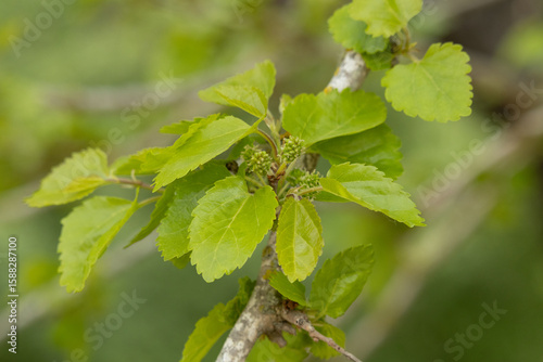 Blätter und Blüten eines Maulbeerbaums