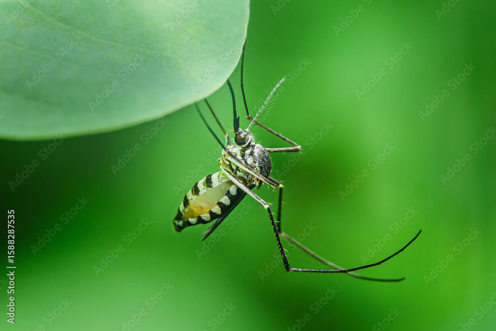 Fototapeta premium Asian tiger mosquito resting under green leaf