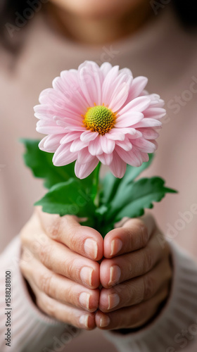 Delicate Pink Daisy Flower Held in Hands with Soft Background for Nature and Beauty Themes