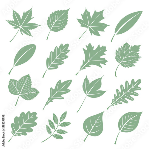 Collection of sixteen different leaf shapes in sage green color on a white background