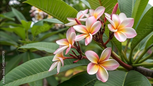 Fototapeta Naklejka Na Ścianę i Meble -  Pink and yellow frangipani plumeria blossoms, tropical symbols of beauty, bloom on a leafy tree in a summer garden