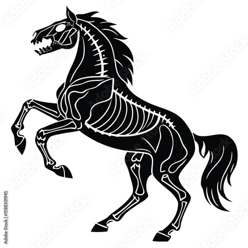 Majestic Black Horse Rearing Up Showing its Inner Skeleton Structure