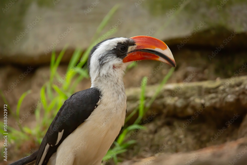 Fototapeta premium A view of a male Von de Decken's hornbill.
