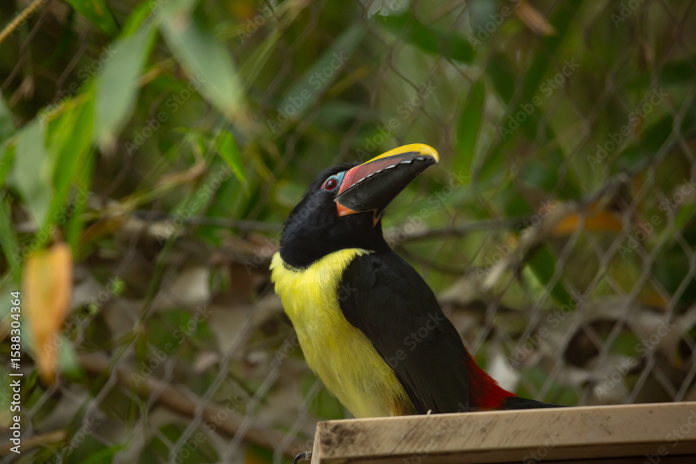 Obraz premium A view of a green aracari.