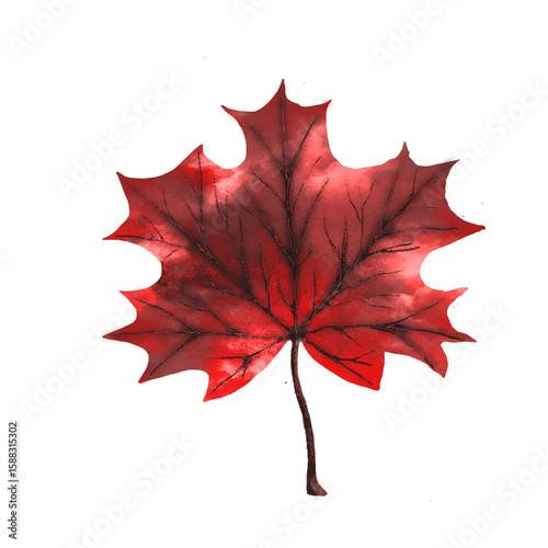 maple leaf