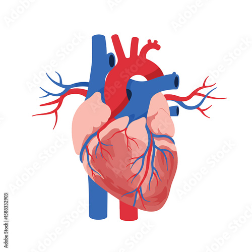 Anatomical Heart Illustration: A detailed illustration showcases the human heart, highlighting its intricate structure and key components, emphasizing its vital role in human health.