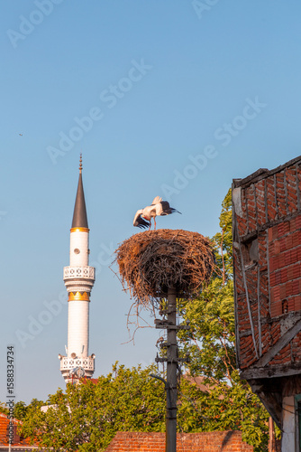 Storks resting on their nes...