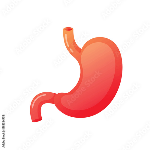 Digestive Marvel: An illustrated depiction of the stomach, the central organ of digestion, meticulously rendered with bright hues and defined structures.