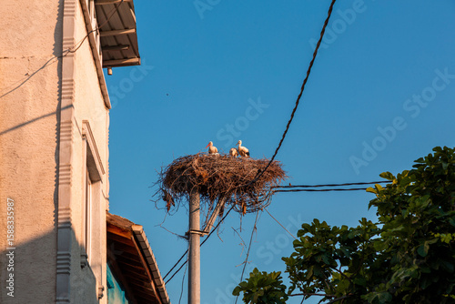 Storks resting on their nes...