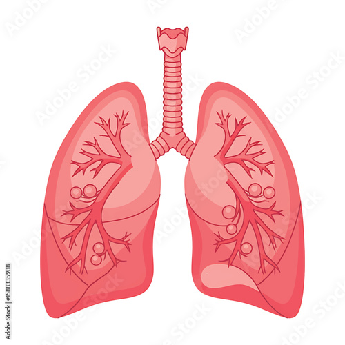 Human Lung Anatomy: A detailed illustration of the human lungs, highlighting the intricate network of bronchial tubes and alveoli, essential for respiration and overall health.