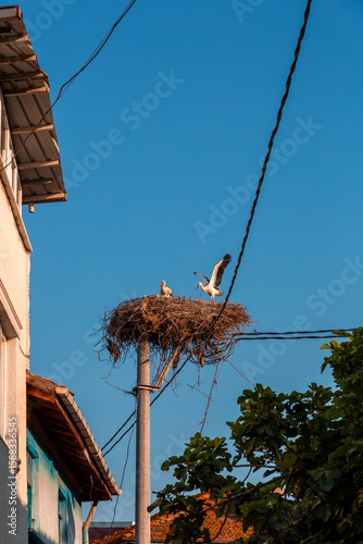 Storks resting on their nes...