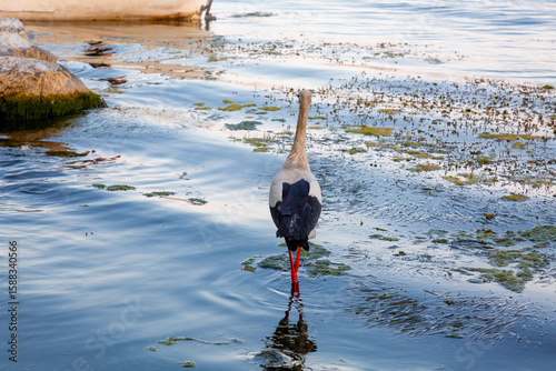 Fototapeta Naklejka Na Ścianę i Meble -  Migratory birds, stork and pelicans on the bank of the Lake Uluabat in Golyazi, Bursa, Turkiye