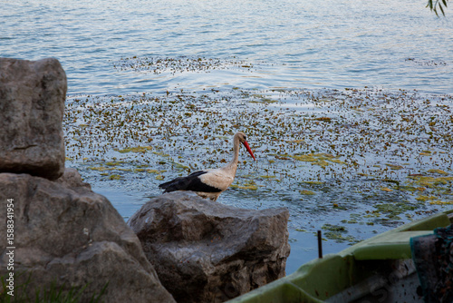 Fototapeta Naklejka Na Ścianę i Meble -  Migratory birds, stork and pelicans on the bank of the Lake Uluabat in Golyazi, Bursa, Turkiye