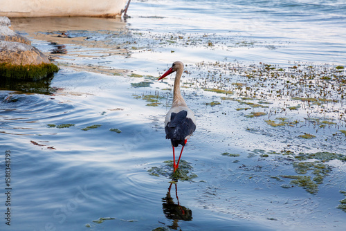 Fototapeta Naklejka Na Ścianę i Meble -  Migratory birds, stork and pelicans on the bank of the Lake Uluabat in Golyazi, Bursa, Turkiye