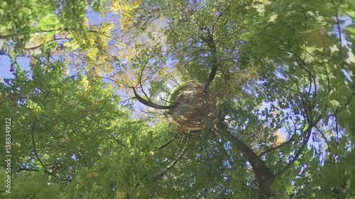 This incredible time-lapse video captures the accelerated growth of a tree over the course of several months. The video is taken from a unique perspective, looking up at the tree from the ground. As