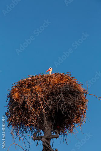 Storks resting on their nes...