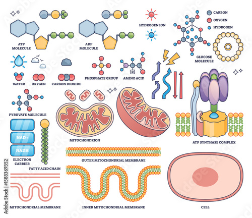 ATP production visualizes mitochondria, ATP synthase, and molecular structures essential for cellular energy in an outline style collection, transparent background. Outline style collection