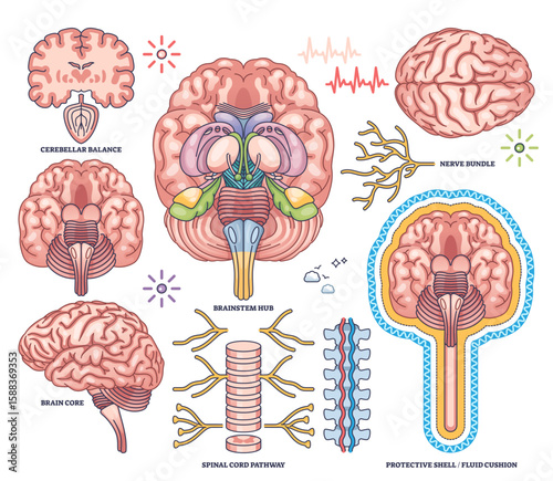 Central nervous system worksheet shows brain, spinal cord, and nerve bundle in detailed outline style, transparent background. Outline style collection