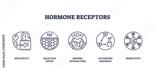Hormone receptors icons illustrate specificity, selective entry, and binding interaction, showing how hormones interact with cell receptors, transparent background. Outline icons set