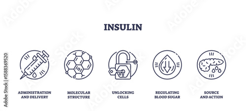 Insulin is depicted with icons of a syringe, molecular structure, and pancreas, illustrating its role in delivery, cellular action, and blood sugar regulation, transparent background.