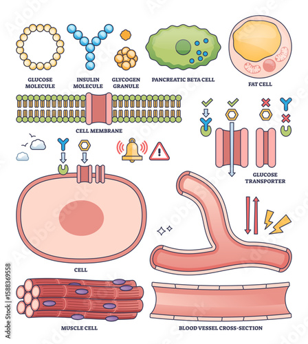 Insulin collection outline shows glucose, insulin, and cell structures for diabetes and metabolism concepts, transparent background. Outline style collection